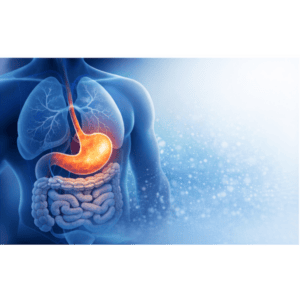 Human digestive system illustration highlighting stomach and intestines.