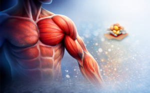 Detailed illustration of human muscle anatomy with peptide supplement in background.